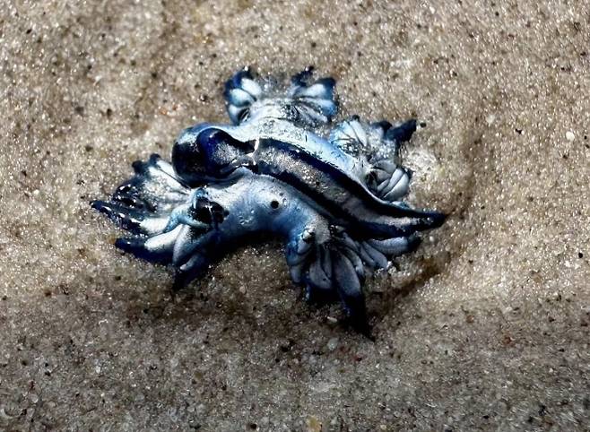 11일 미국 텍사스주 해변에서 발견된 파란갯민숭달팽이. 독성이 매우 강해 절대로 만지면 안 된다. 하르테 연구소 페이스북 캡처