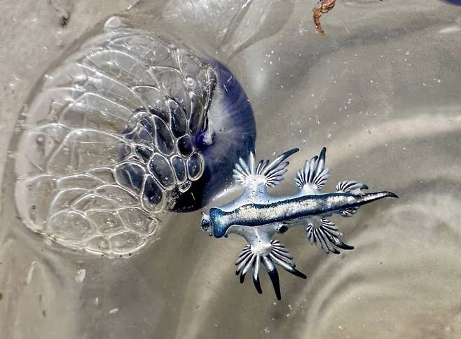 11일 미국 텍사스주 해변에서 발견된 파란갯민숭달팽이. 독성이 매우 강해 절대로 만지면 안 된다. 하르테 연구소 페이스북 캡처