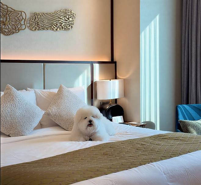 프리미엄 서비스를 강화한 펫프렌들리 객실 [서울드래곤시티 제공]