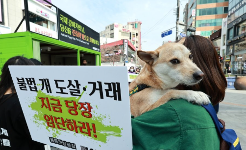 국제강아지의날(National Puppy Day)을 맞은 2023년 3월 23일, 한 동물권 단체 회원이 반려견을 안은 채 불법 개 도살 및 거래 등의 문제 해결을 위한 기자회견에 참여하고 있다. 연합뉴스