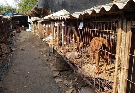 불법 개농장 현장. 연합뉴스