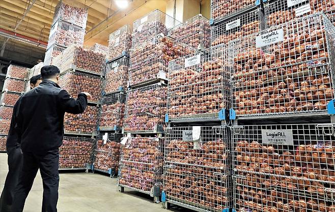 롯데마트 직원들이 충북 증평의 롯데신선품질혁신센터 기체제어(CA) 저장고에서 꺼낸 사과의 상태를 살펴보고 있다. 저장고 속 산소 농도를 조절해 6개월 뒤에도 갓 수확한 것 같은 사과를 맛볼 수 있다. 이마트도 CA 저장 품목을 양파·배·샤인머스켓·배추·고구마·마늘 등 50억원어치로 늘렸다. /롯데마트·이마트