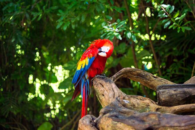 금강앵무. 사진=게티이미지뱅크