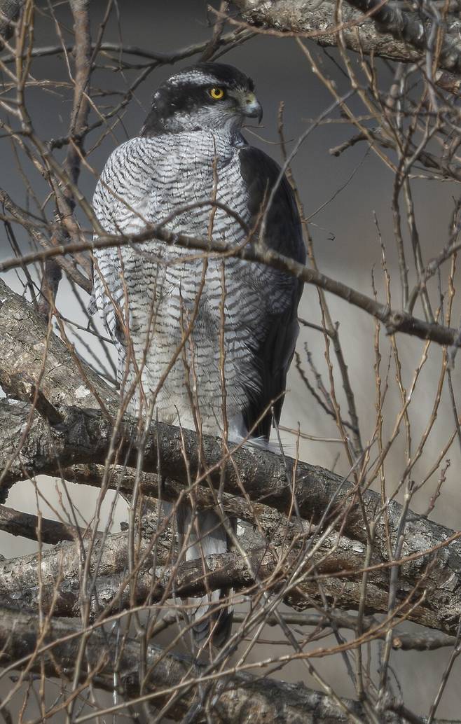 주변과 비슷한 빛깔의 나뭇가지에 앉아, 모습을 감춘 채 사냥 기회를 엿보는 참매.