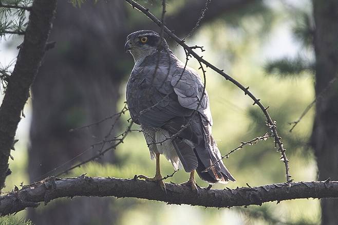 숲 속에서 나뭇가지를 피하고 때로는 디딤 삼아 활용하는 참매의 기동력은, 치밀하고도 놀라운 사냥 기술의 정수라 할 만하다.