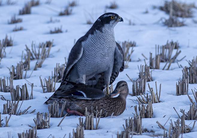 논에 앉아 있던 청둥오리 암컷은 참매의 기습에 영문도 모른 채 꼼짝없이 당했다.