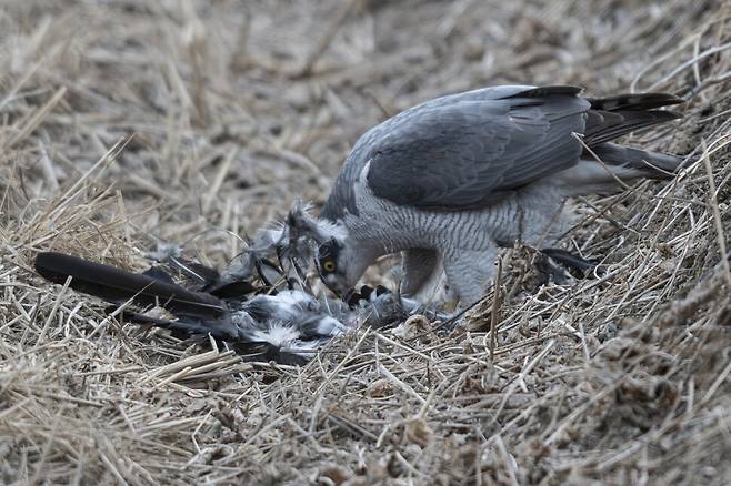 주변의 안전을 확인한 참매는 사냥한 까치의 깃털을 하나씩 뽑아냈다.