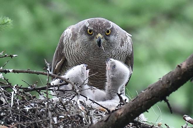 한순간도 새끼를 지키기 위한 경계를 늦추지 않는 참매의 눈빛은 매섭다.