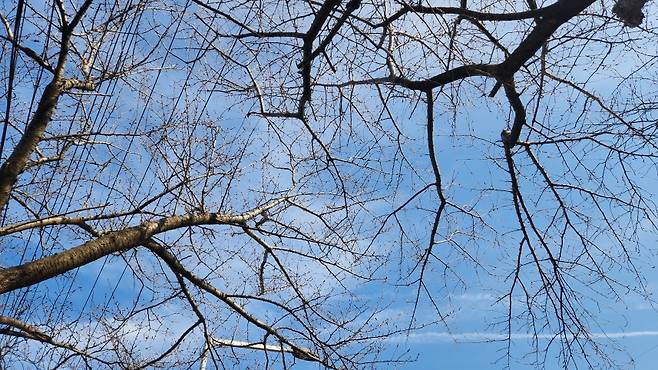 연삼로 벚나무 역시 벚꽃이 피지 않았다.