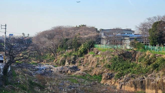 제주종합경기장 벚나무 군락지에도 벚꽃은 보이지 않는다.