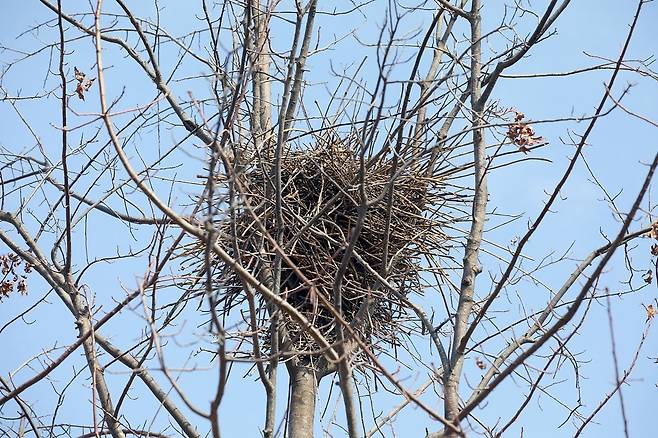 도시·농촌 등에 사는 우리나라 대표적 텃새인 까치는 나무·전신주 등에 둥지를 틀기 때문에 쉽게 알아볼 수 있다.