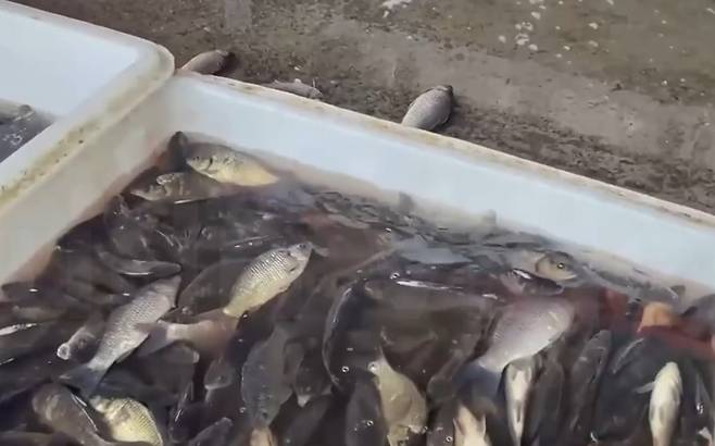 활어들이 움직임을 멈춘 채 수면 상태에 빠져 있는 모습. 사진=중국중앙TV(CCTV) 방송 화면 캡처