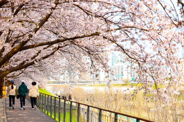 지난해 방문객들이 서울 구로구 도림천 벚꽃길을 산책하고 있다. 구로구청 제공