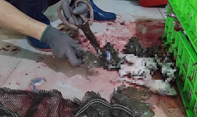 인도네시아의 한 개구리 다리 생산 업체 관계자가 개구리를 손질하고 있다.[PETA아시아 홈페이지 갈무리]