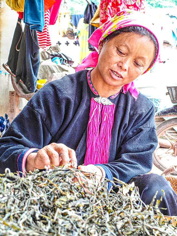 야오족 여인이 차를 고르고 있다.