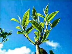 어린 찻잎이 보여 주는 녹색의 향연.