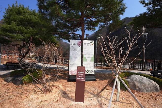 ▲ 수원과 봉화의 상생을 기념하며 심은 진달래(왼쪽)와 산목련 나무. /사진제공=수원특례시