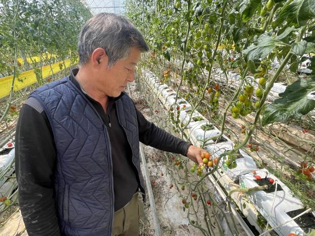 24일 나주시 동강면 대지리의 한 방울토마토 스마트팜 농장에서 이랑기씨가 냉해로 생육이 부진한 방울토마토를 들어 보이고 있다.  /윤준명 기자 yoon@kwangju.co.kr