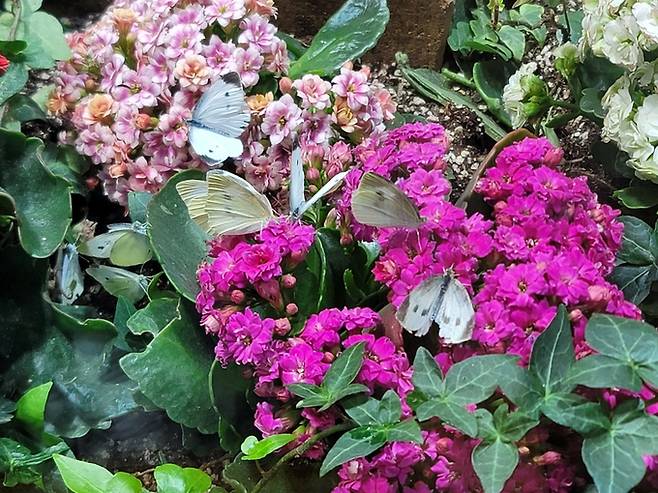 ▲ 문경새재 자연생태박물관에서 관람객들이 나비의 성장 과정을 가까이에서 관찰하고 있다.