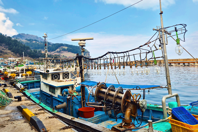 경북 울릉군 울릉읍 저동항에 묶여있는 오징어잡이 배. 홍준기기자