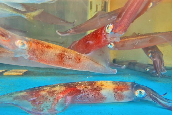 울릉도 오징어. 홍준기기자