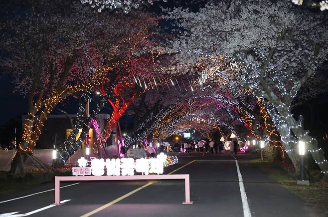 제주시 애월읍 장전리에서 열린 왕벚꽃 축제 전경.