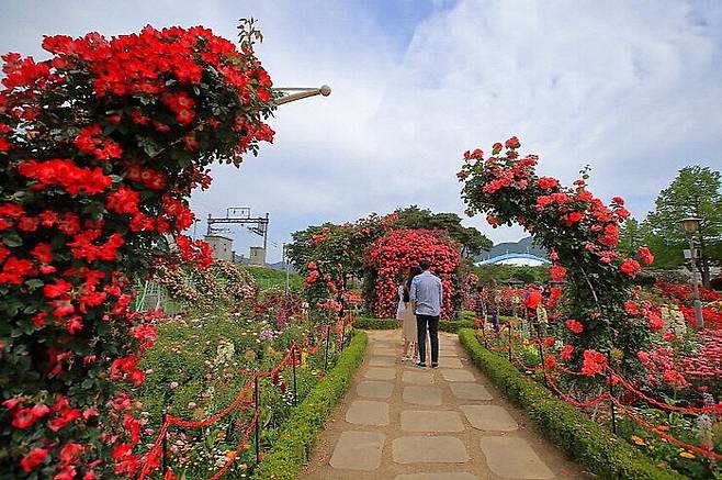 곡성 오곡면 기차마을 장미정원 전경.<곡성군 제공>