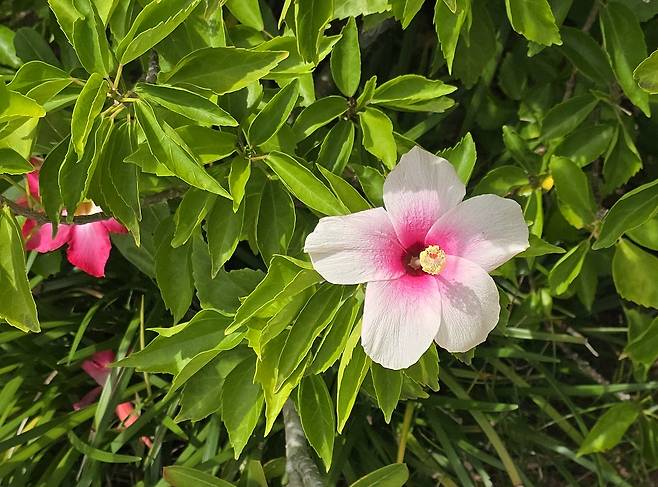 사이판 무궁화 히비스커스가 곳곳에 피어있다.