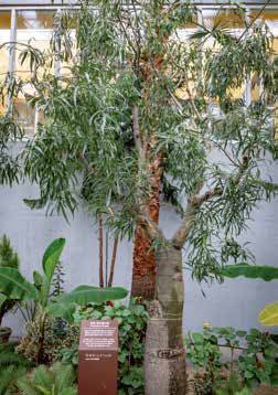 온실 중앙에 자리하고 있는 호주 바오밥나무 한 그루.