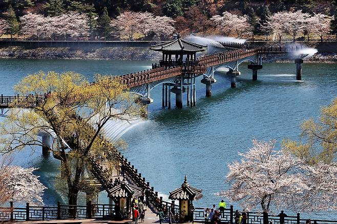 안동의 대표 관광지인 월영교에 벚꽃이 흐드러지게 피어 있다. 안동시 제공