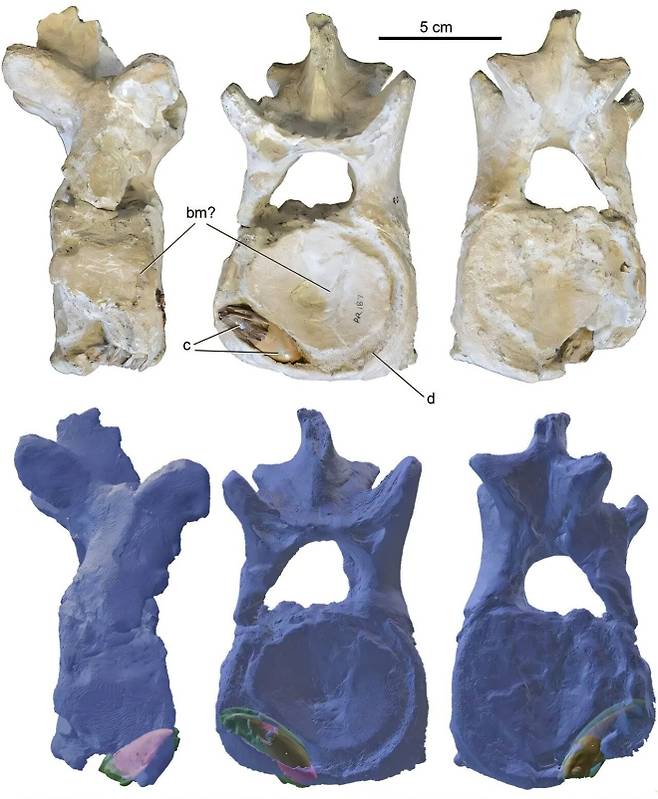 크시팍티누스의 이빨이 박힌 폴리코틸루스의 목뼈. 테네시대 제공