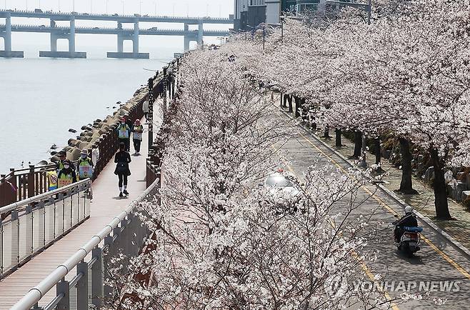 지난해 민락수변로 벚꽃 장관 [연합뉴스 자료사진]