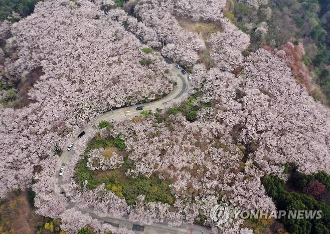 2023년 황련산 벚꽃 군락지  [연합뉴스 자료사진]