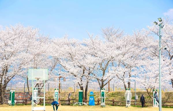 구례 섬진강 벚꽃길5