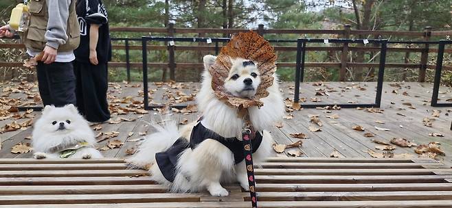 반려견들이 숲 명상쉼터에서 휴식과 함께 명상을 하고 있다. <양평치유의숲 제공>