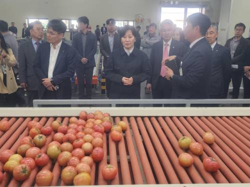 송미령 농림축산식품부 장관이 25일 영월 한반도농협 스마트 APC에서 토마토와 사과 자동선별시스템과 입출고·재고관리 통합정보시스템에 대한 설명을 듣고 있다.