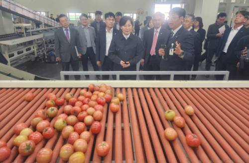 송미령 농림축산식품부 장관이 25일 영월 한반도농협 스마트 APC에서 토마토와 사과 자동선별시스템과 입출고·재고관리 통합정보시스템에 대한 설명을 듣고 있다.