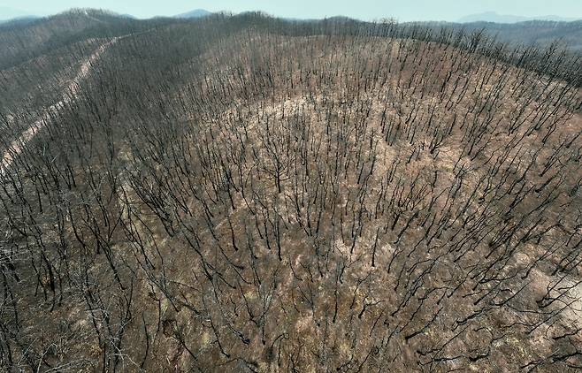작년에 발생한 초대형 산불로 이위복 씨(86)와 송이 재배 농가에서 송이를 채취하던 영덕군 영덕읍 화천리 송이 주산지 야산이 잿더미로 변했다. 화마가 덮친 지 1년이 지났지만, 송이를 수확하던 시절의 푸르름은 찾아볼수가 없다. /이용선기자 photokid@kbmaeil.com