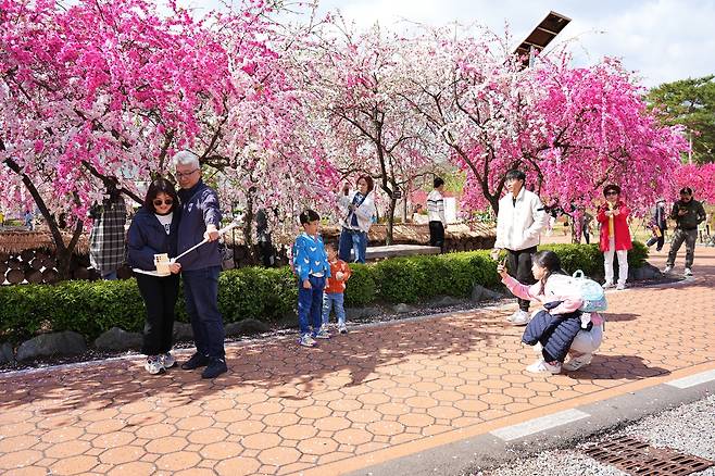 지난해 4월 고령군 우곡면 도진리 ‘무릉원’ 일대에서 방문객들이 만개한 삼색 능수도화 아래에서 기념촬영을 하며 봄 정취를 만끽하고 있다. /고령군 제공