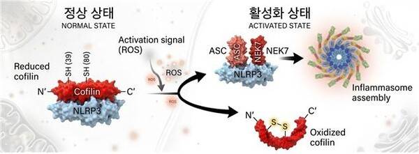 그림 1 Redox-Dependent Regulation of the NLRP3-Cofilin-1 Complex and Inflammasome Assembly