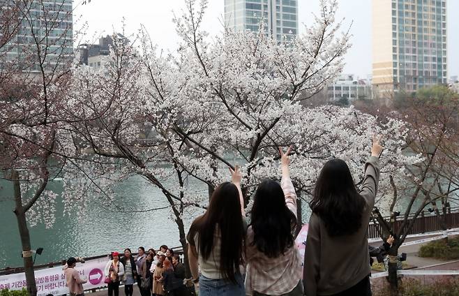 2025년 호수벚꽃축제에서 사진 찍는 사람들. 송파구 제공