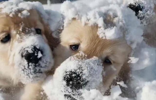 오픈AI의 인공지능(AI) 영상 생성 서비스 '소라(Sora)'가 제작한 동영상. 프롬포트(명령어)에 '눈 속에서 놀고 있는 골든 리트리버 강아지들. 머리에 눈을 뒤집어쓴 채 튀어나온다' 같은 텍스트를 입력한 결과물이다. 오픈AI 제공