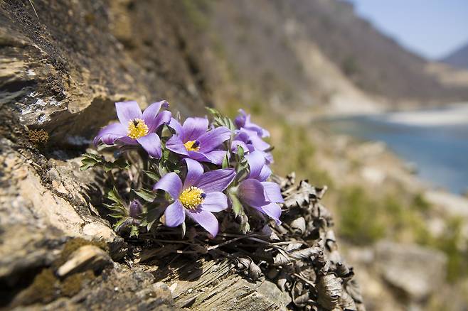 한국 특산종인 ‘동강 할미꽃’이 강원 정선군 동강 변의 바위틈에서 자라고 있다. 정선군 제공