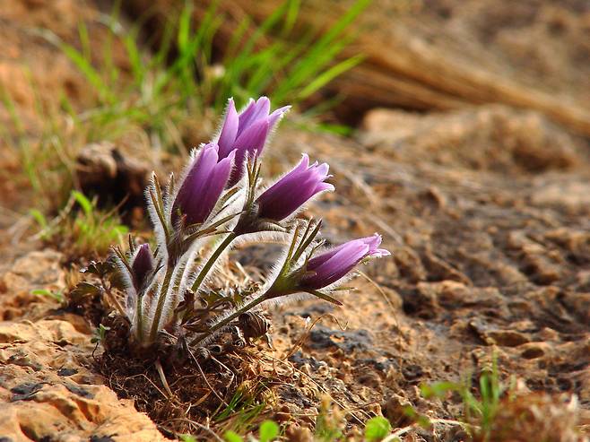한국 특산종인 ‘동강 할미꽃’이 강원 정선군 동강 변의 바위틈에서 자라고 있다. 정선군 제공
