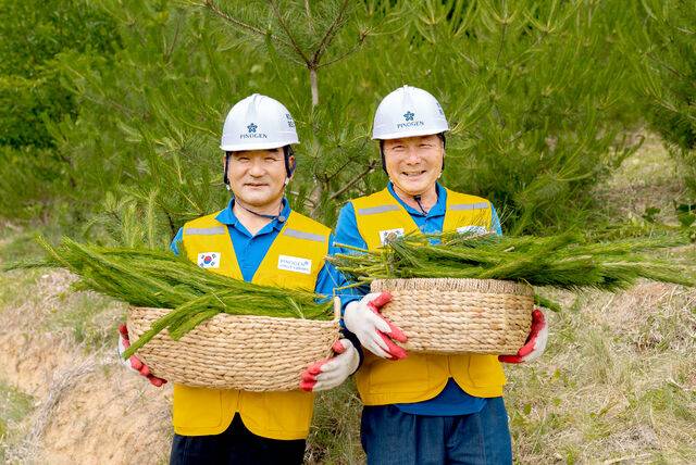 쓰임새 없이 방치하던 나무를 가지치기하며 솔잎을 팔아 수익도 볼 수 있어 인근 임가도 같이 일하는 것을 반긴다. 피노젠