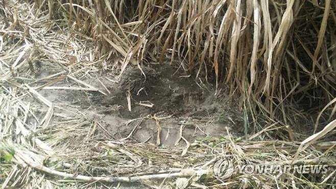 시신이 묻혀 있던 사탕수수밭 구덩이 [연합뉴스 자료사진]