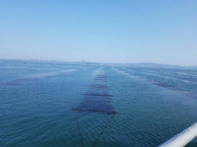 서해안 김 양식장 전경