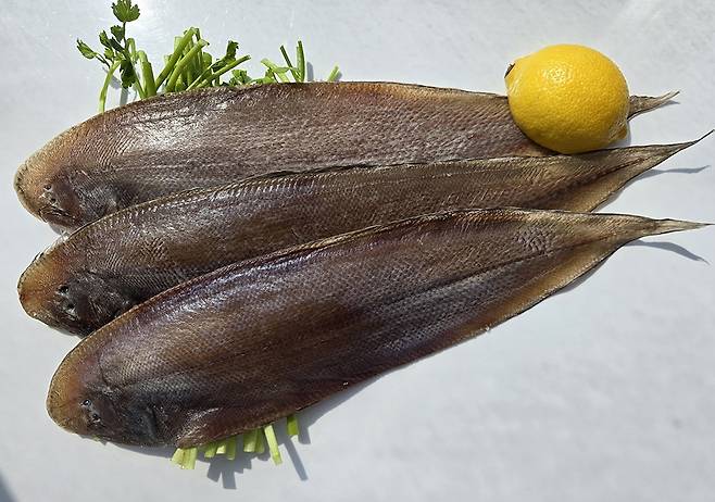 “서대가 엎드려 있는 개펄도 맛있다”라는 속담이 있을 정도로 맛이 좋은 서대는 지방함량이 적어 담백한 맛을 내는 최고의 생선으로 찰기가 있으면서 쫀득쫀득 씹히는 맛이 일품이다.