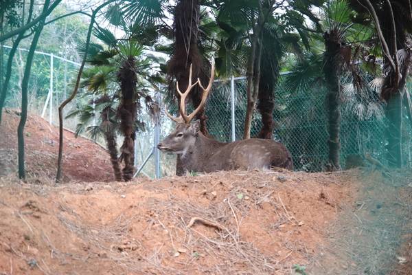 서피랑 언덕에 살다 2022년 통영생태숲으로 옮겨진 꽃사슴 피랑이. /이서후 기자