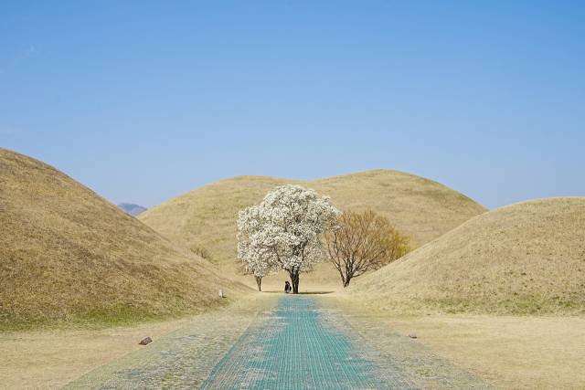 부드러운 곡선의 대릉원 고분 사이에 풍성하게 핀 목련과 수줍은 듯 옆에 있는 산수유의 모습이 정겹다. 경주시청 제공